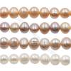 Multicolore Perles culturelles perles d'eau douce sur fil  Taille 8~9mm  trou 0.7mm x1fil 15~16"