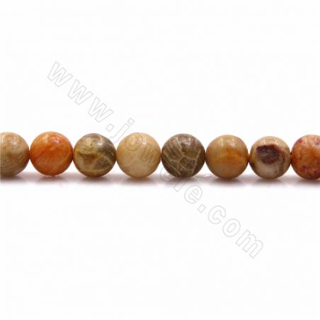 Natural Chrysanthemum Stone/Coral Fossils Beads Strands Round Diameter 6mm Hole 1mm 15~16"/Strand