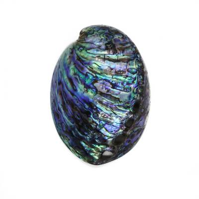 Madreperla naturale, conchiglia di abalone a forma di ventaglio, dimensioni 120x88mm, 1pz/confezione