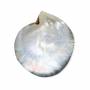 Natural Mother of Pearl Grey Shell Size 120x108mm x1pc