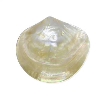 Natural Mother of Pearl Yellow Shell Size 131x116mm x1pc