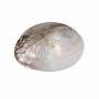 Natural Mother of Pearl Fan Shape Shell Pink Size 152x108mm 4pcs/Pack