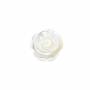 Coquille rose en nacre blanche, 12mm, trou 1.0mm, 12pcs/pack