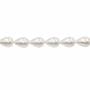 Perles nacrée blanche galvanoplastie en forme de goutte sur fil Taille 15x20mm trou 0.8mm Environ 20perles/fil 15~16"