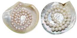 Perlas cultivadas para crear sus joyas únicas